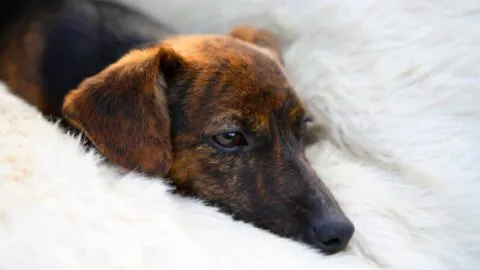 Buscan a sujeto que patea y amarra a perrito en Morelia