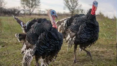 Repartidor de UPS huye de pavos salvajes en Connecticut