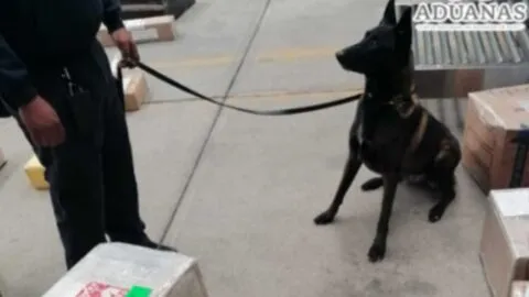 Perro antinarcóticos descubre 7 kilos de metanfetamina en oficina postal de CDMX