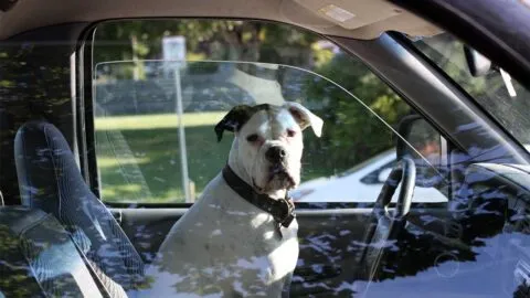 ¿Cuáles son las multas por dejar a tu mascota o hijos en el coche bajo el sol en CDMX?