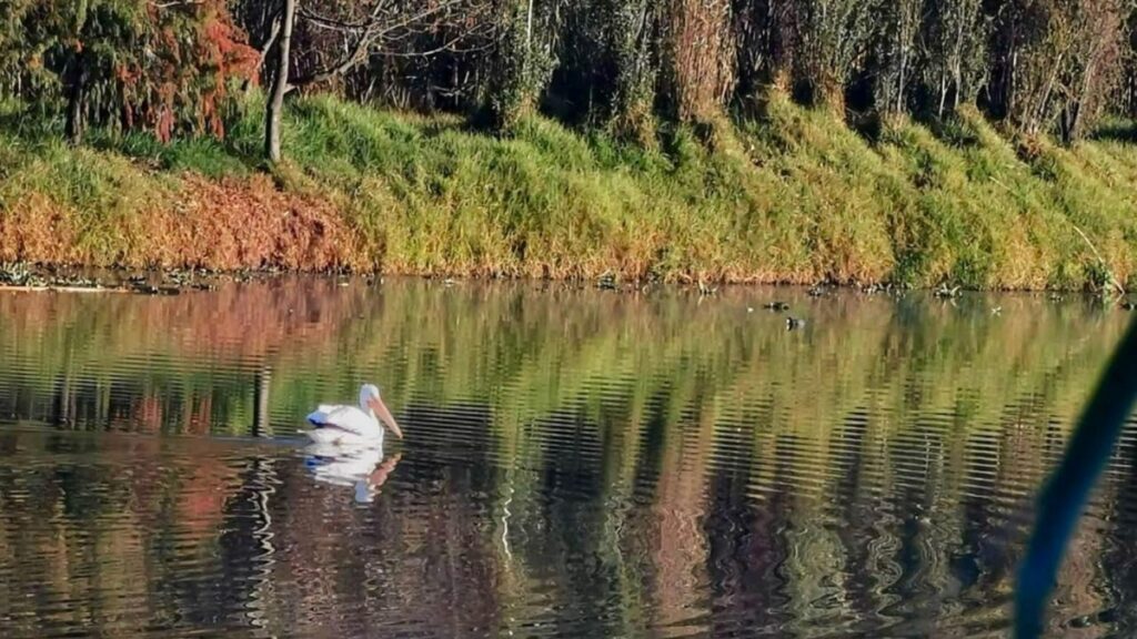 Por frío en el hemisferio norte, llegan más pelícanos americanos y aves migratorias a Xochimilco