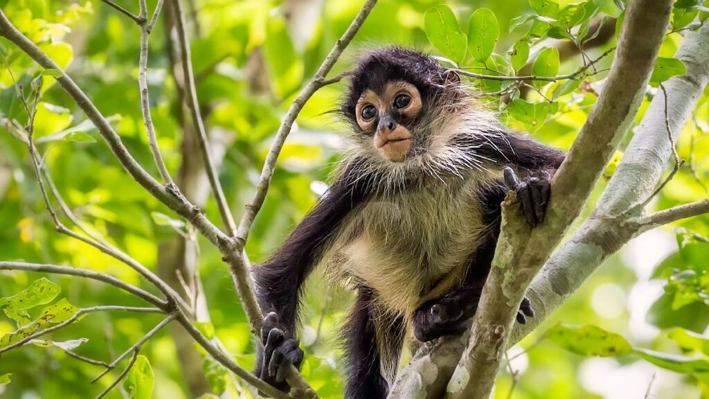 profepa-interpone-denuncia-por-posesion-ilegal-de-mono-arana-en-ocotlan-jalisco