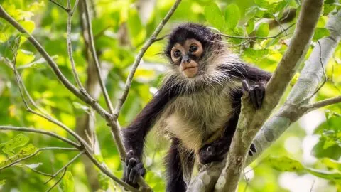 Profepa interpone denuncia por posesión ilegal de mono araña en Ocotlán, Jalisco