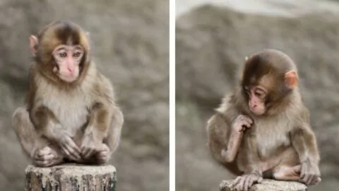 Ofrecen hasta 250 mil dólares por Punch, el monito viral cuyo único amigo es un peluche