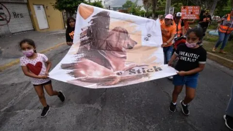 Colectivo protector de animales encabeza las movilizaciones en CDMX este 9 de febrero