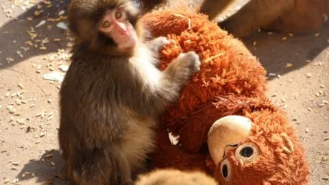 La verdadera historia de Punch, el "solitario" macaco que abraza su peluche de orangután en busca de amigos