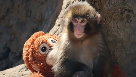 ¿Cómo está Punch? Zoológico explica por qué el bebé macaco que  abraza a su peluche volvió a "ser rechazado"