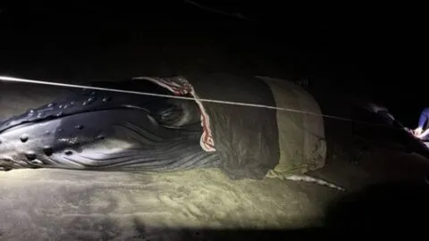 Rescatan a enorme ballena jorobada varada en Playa Grande, Oaxaca