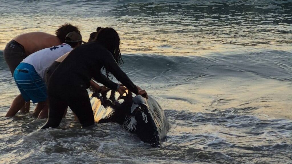 El ballenato pudo nadar y seguir su trayecto.