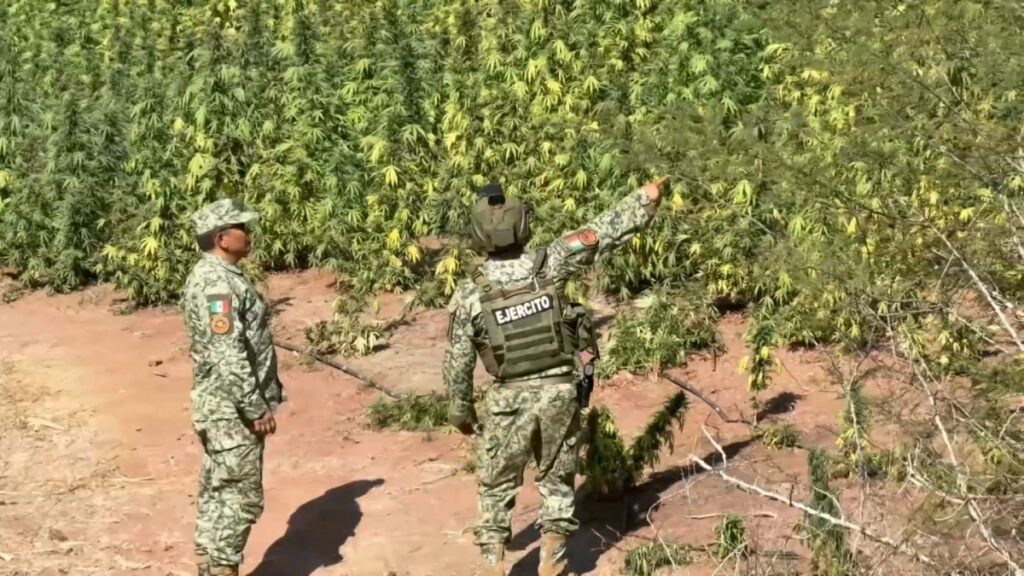 Secretaría de la Defensa destruye plantío de marihuana de 2.8 hectáreas en Turicato, Michoacán