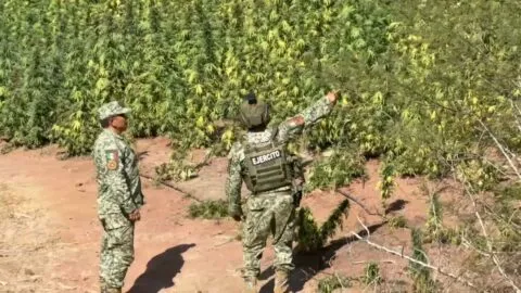 Secretaría de la Defensa destruye plantío de marihuana de 2.8 hectáreas en Turicato, Michoacán