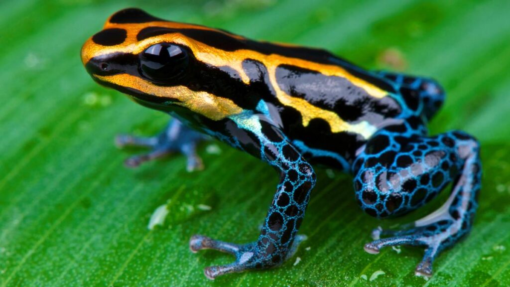 La epibatidina existe en Sudamérica