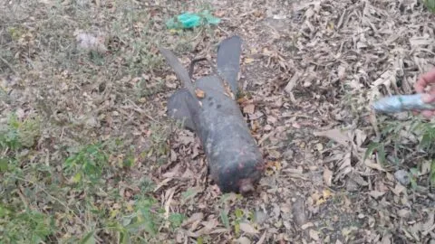 Destruyen artefacto explosivo en Escuinapa; actuó grupo antibombas