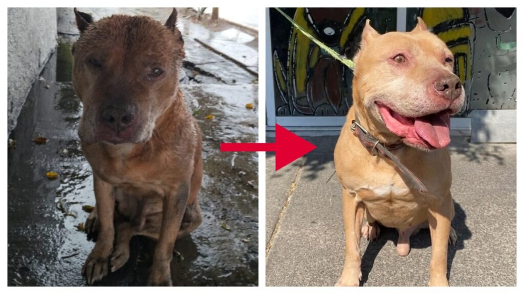 Aslan El Pitbull Que Sobrevivio A La Explosion De Iztapalapa