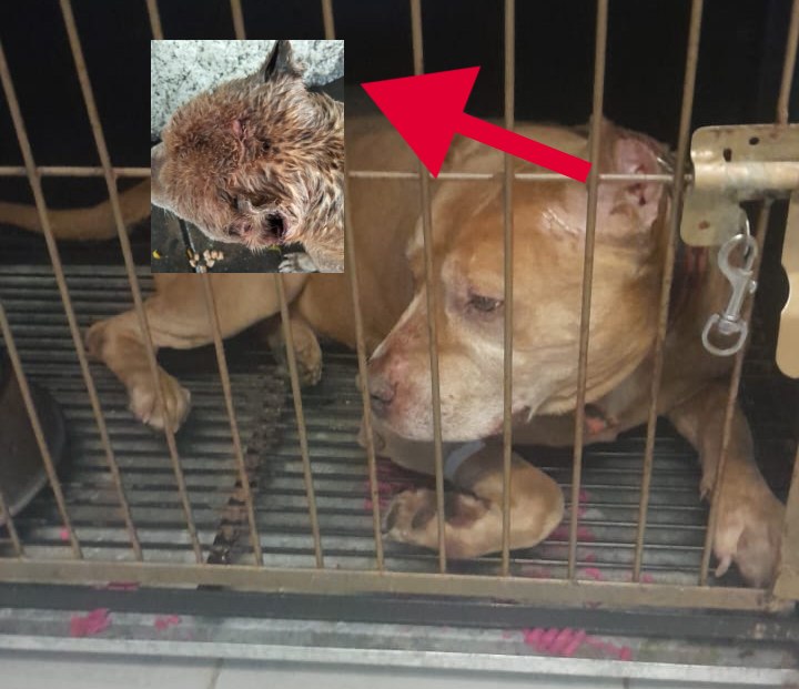 aslan perro quemado pipa iztapalapa