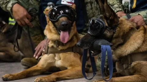 Binomios caninos buscan personas atrapadas tras colapso de edificio en San Antonio Abad