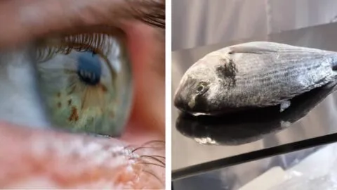 ¡Como en el cine! Científicos  crean córnea artificial con escamas de pescado