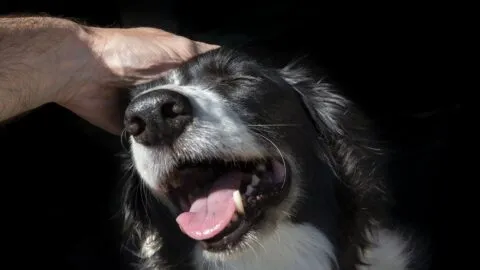 Clínicas y parques: Brugada anuncia plan para bienestar animal en CDMX