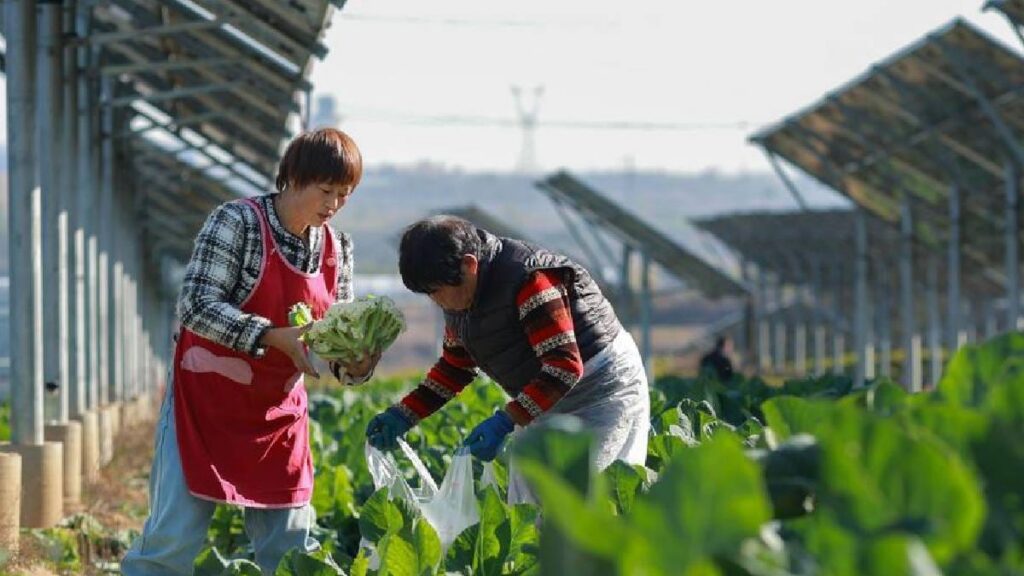 Campesinas recolectan coliflores bajo paneles solares
