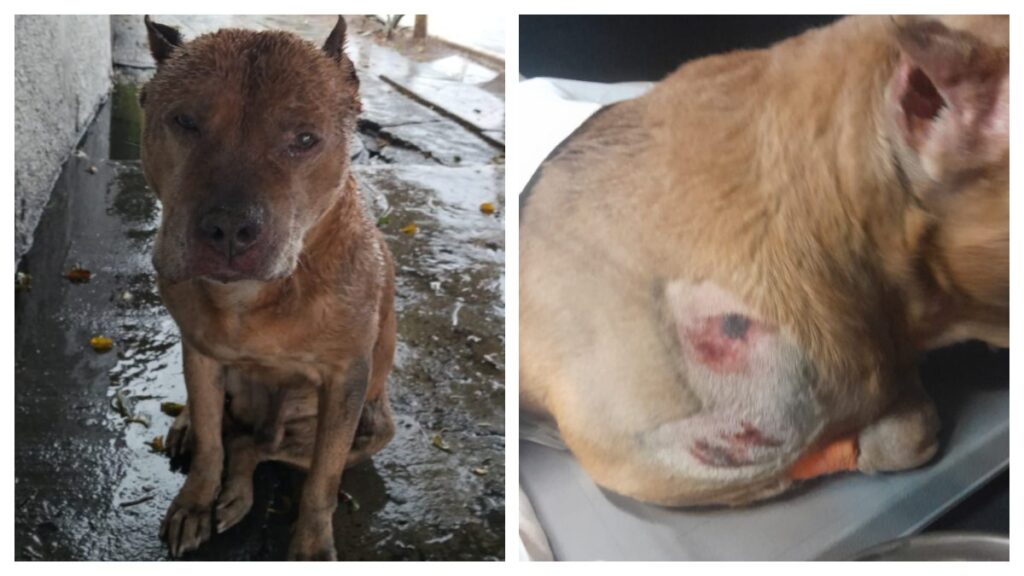 aslan pitbull lesionado