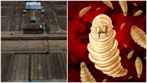 Gusano barrenador mantiene cerrada la frontera para el ganado; México busca mitigar impacto económico