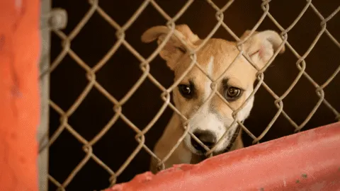 Policías rescatan a perrito tras un incendio en la Alcaldía Miguel Hidalgo