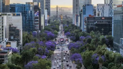 Jacarandas, un emblema turístico de la Ciudad de México, así llegaron a la capital mexicana