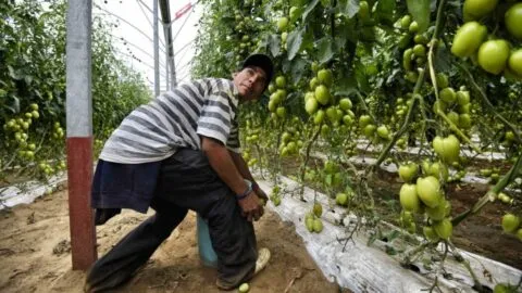 Mexicano se declara culpable en EE. UU. por explotar a jornaleros mexicanos