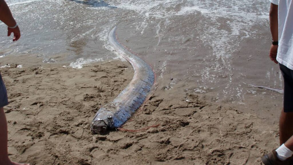 Uno de los peces remo fue empujado de nuevo hacia el mar.