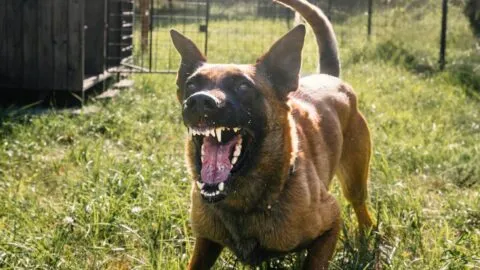 Fuerte video: niña sobrevive a ataque de perro en Coahuila