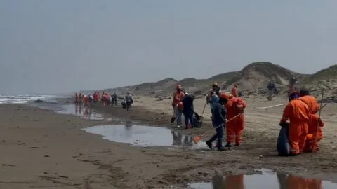 Pese a limpieza, hidrocarburo sigue llegando a playas de Veracruz; aparecen tortugas muertas