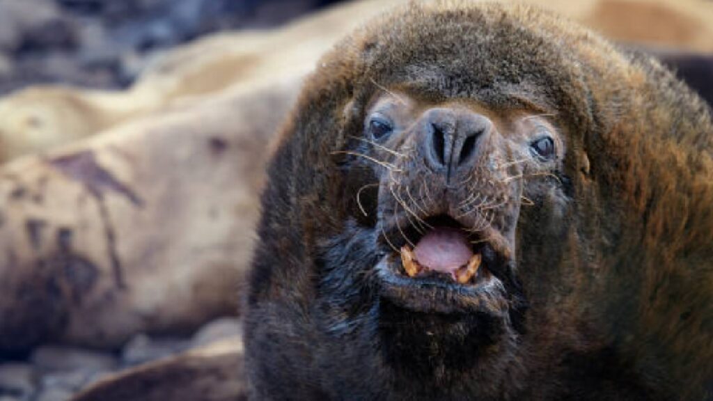 Enorme león marino se roba miradas en Piriápolis, Uruguay. Foto: Gettyimages