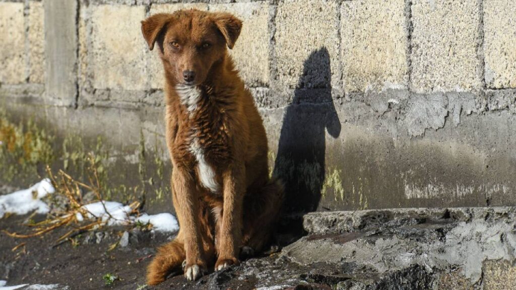regresa-presunto-asesino-serial-de-perros-a-xochimilco