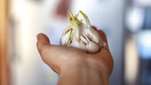 ¿Se puede comer ajo con brotes verdes o ya está echado a perder? Expertos lo explican