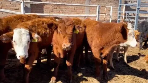 Implementan cerco sanitario por aumento de casos de gusano barrenador en Jalisco