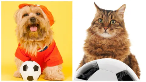 Adidas lanza colección mundialista para mascotas rumbo a la Copa del Mundo 2026