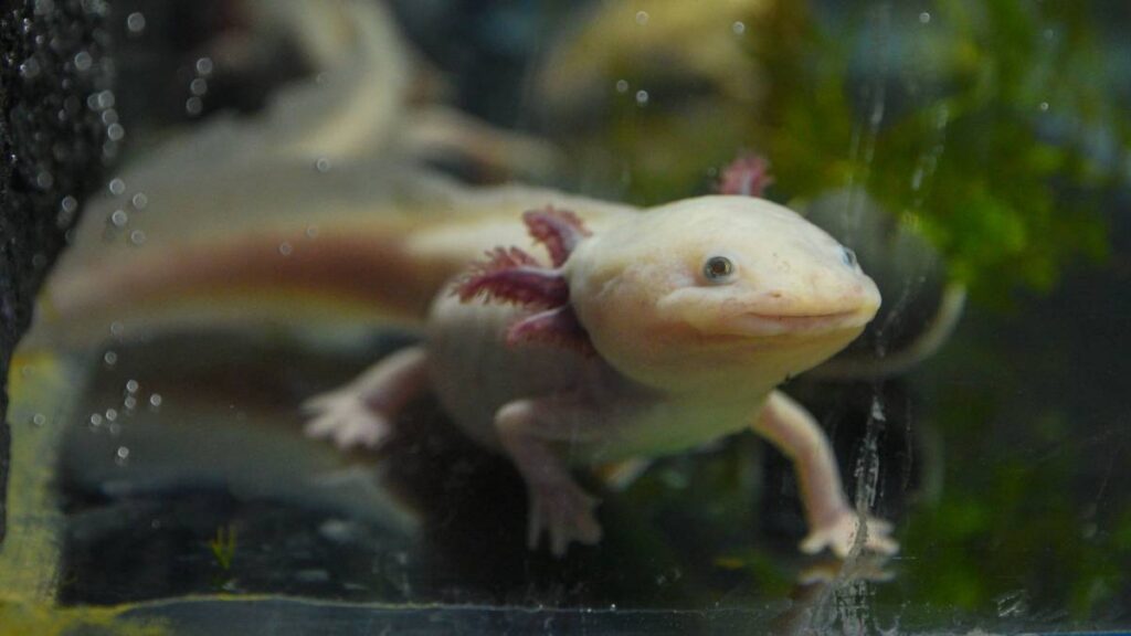 El ajolote se volvió una mascota de la familia