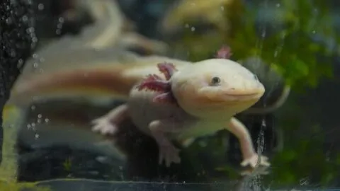 ¡Del otro lado del mundo! Niña salva a un ajolote mexicano en Reino Unido; sería el primero visto en estado salvaje en la región