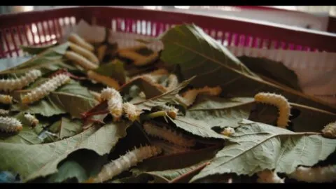 Árboles de nuez bajo asedio por falta de agua: plagas amenazan producción