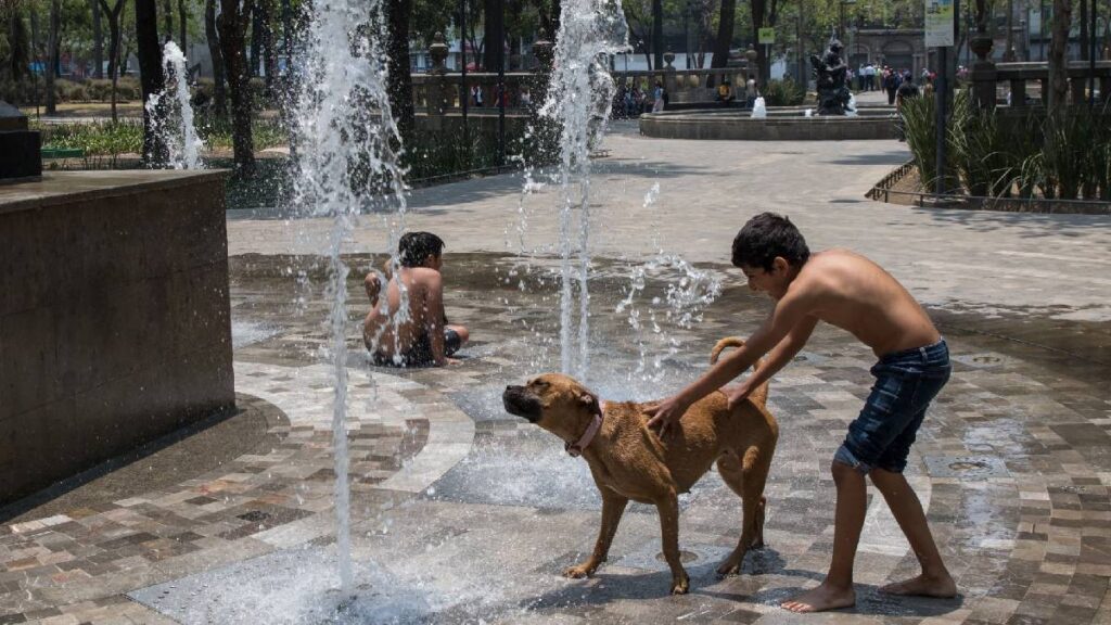 Calor en México aumenta riesgo para mascotas; expertos dan 10 tips clave para prevenir golpes de calor.