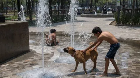 Calor en México pone en riesgo a mascotas: 10 recomendaciones para cuidarlas