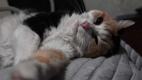 Buscan a sujeto que engañó a un gato para aventarlo al techo de una casa en Mazatlán