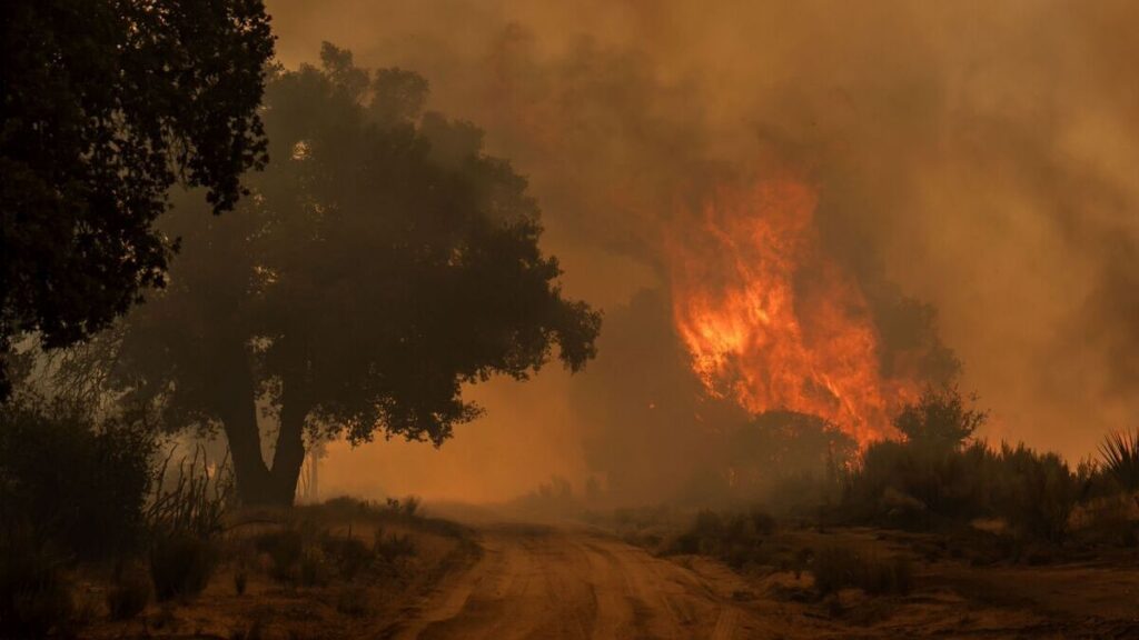 Recomendaciones para evitar incendios forestales en México