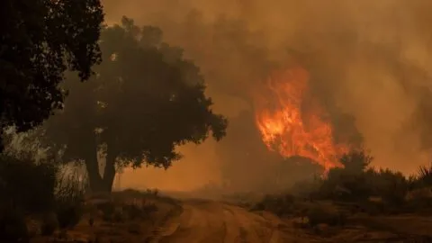 Emergencia forestal en México: sequía y descuidos humanos disparan los incendios