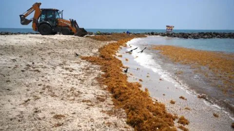 “La playa es un cementerio”: denuncian daño ambiental en Nayarit por desarrollo de lujo