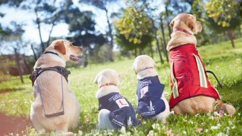 Día Internacional del Perro Guía: ¿dónde y cómo encontrar un animal de apoyo en CDMX?