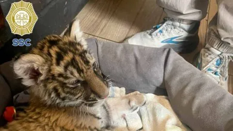 Resguardan a cachorrita de tigre de Bengala en Xochimilco