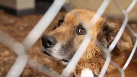 ¿Qué se sabe de "Toto", el perro al que le rompieron las extremidades por ladrar a un niño en Sonora?