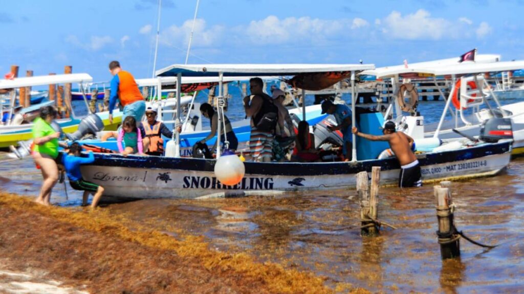 Sargazo invade litoral sur de Quintana Roo y activa focos rojos