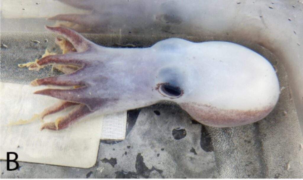 pulpo